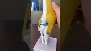 Learn the anatomy of the knee [upl. by Barrada]