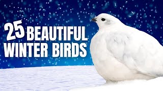 25 Beautiful Birds of Winter  North America [upl. by Fayth]