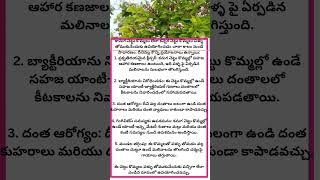 కానుగ చెట్టు యొక్క ప్రయోజనాలు health benefits of pongamayya tree కానుగ చెట్టు ఆయుర్వేద గుణాలు [upl. by Akerboom893]