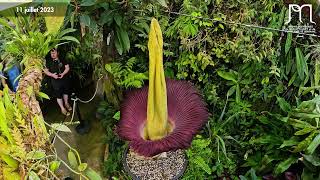 Floraison de lAmorphophallus titanum corpse flower titan arum  Timelapse [upl. by Ardnahs]