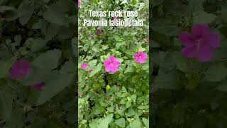 Here’s a look at the beautiful Texas rock rose NativeTexasPlants butterflygarden [upl. by Aicirt308]