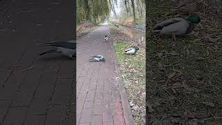 Ducks vs crows who pecks better crows ducks birds [upl. by Mayyahk]