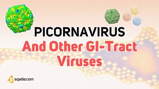 Picornavirus Microbiology  Enterovirus Rhinovirus Aphthovirus and Cardiovirus Virology [upl. by Narib927]