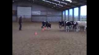 Australian Cattledog training herding cows [upl. by Toinette]