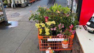 Did some plant shopping at Home Depot Found so many fun things newgarden [upl. by Ainniz731]