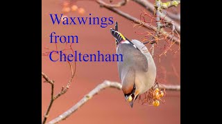 waxwings from Cheltenham [upl. by Enimisaj817]