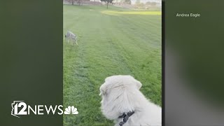 It wouldnt stop Coyote chases woman dog around Goodyear park [upl. by Aser]