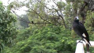 Currawong song [upl. by Linzer]