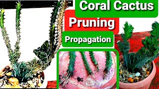 Euphorbia Lactea Cristata Pruning Propagation amp Results  Coral Cactus Guide [upl. by Ahseim]