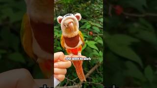 A very insecure little parrot shortvideo rescue cute cuteanimals animals [upl. by Imoyik]