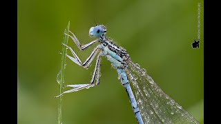 White legged Damselflies Platycnemis pennipes [upl. by Ydnam59]