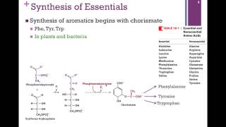 137Synthesis of Essential Amino Acids [upl. by Nnalyrehc]