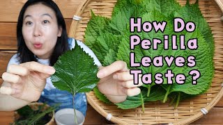 WHAT ARE SHISO PERILLA LEAVES   New Ingredient Mondays [upl. by Schinica]