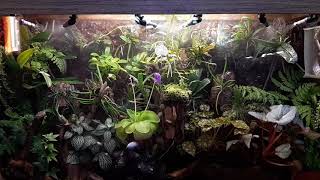 Orchidarium watering system 201931 [upl. by Inglebert]