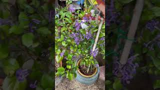 Plectranthus Mona Lavender [upl. by Anerak]