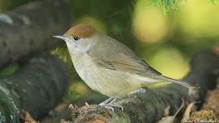 chant amp cri de la fauvette à tête noire HD  song amp call eurasian blackcap [upl. by Cyril]