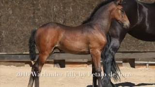 SOLD  2016 Warlander Filly [upl. by Aderfla]