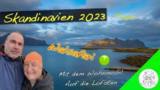 Eine Wahlsafari mit folgen  Skandinavien 2023 Mit dem Wohnmobil auf die Lofoten Vlog7 [upl. by Montgomery]