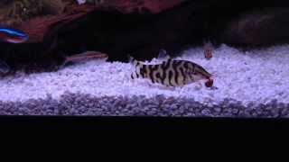 Yoyo Loach Eating Snail [upl. by Ellenor]