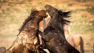 Wild Horses in Action Wild Mustang Stallions and Mares of the West by Karen King [upl. by Huckaby]