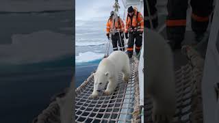 Polar bear lost his homeocean seal animal polarbear [upl. by Ellehcil568]