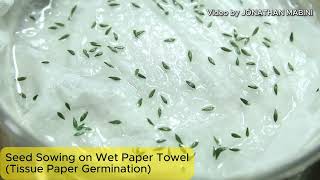 Seed Sowing Raw Coated Seeds on Paper Towel [upl. by Fredelia]