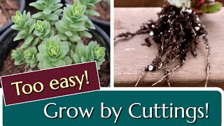 Grow Sedum from Cuttings Perennial Propagation [upl. by Ikkin605]