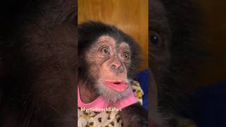 Happy chimp noises chimp chimpanzee happy cute cutebaby monkey [upl. by Wadleigh]