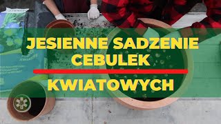 Jesienne sadzenie cebulek kwiatowych do donic [upl. by Haziza]