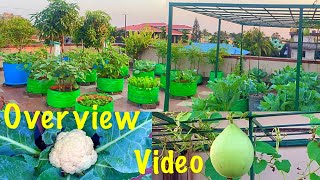 Overview Video Of My Beautiful Terrace Garden In The Month Of November Terrace Garden Tour [upl. by Naols]