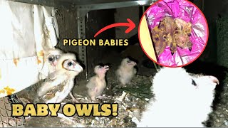 RESCUED OWL BABIES IN MUMBAI  RESCUE VLOG [upl. by Reema]