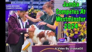 Jamba Competes At Westminster 2024 [upl. by Aicelaf]