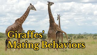 Surprising Facts about Giraffes Mating Behaviors  Footages of Giraffes Mating [upl. by Mahmud]