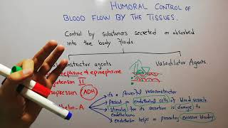 CVS physiology 110What is role of EndothelinA in humoral control of blood as a vasoconstrictor [upl. by Korb]