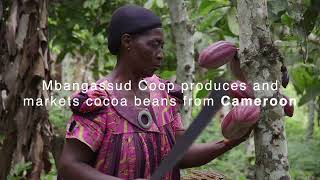 Cooperative Company with Board of Directors of Cocoa Producers Mbangassina Sud MBANGASSUD COOP [upl. by Addam]