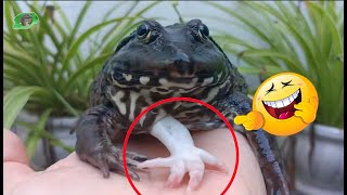 🐸 Weird Have you ever seen a frog with 5 legs [upl. by Sane]