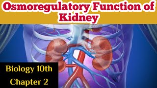 Osmoregulatory function of Kidney  Biology 10th  Chapter 2 Lecture 8 [upl. by Eelra]