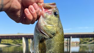 Des Plaines River Bass Fishing  Last Canoe Session of Summer 2024 [upl. by Eiznikcm]