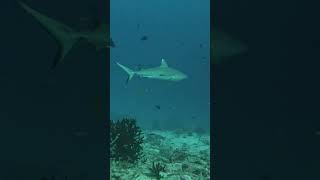 Grey Reef Shark  Maldives [upl. by Lang]