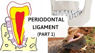 PERIODONTAL LIGAMENT PART 1  II Evolution and Development [upl. by Kenon]