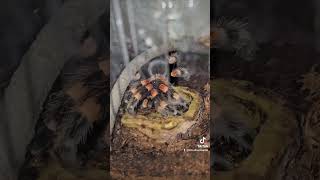 Thirsty Pedro the Brachypelma Hamorii 🧡 inverts invertebrates spider spiderspecies insects pet [upl. by Mak]