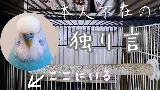 【生配信】インコの独り言【作業用】 [upl. by Fisuoy]