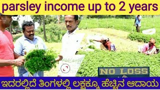 parsley farming excellent earnings up 2 years  ತಿಂಗಳಿಗೆ ಒಮ್ಮೆ 1 ಲಕ್ಷ ರೂ ವರೆಗೆ ಆದಾಯ ಪಡೆಯಬಹುದು [upl. by Saunder]