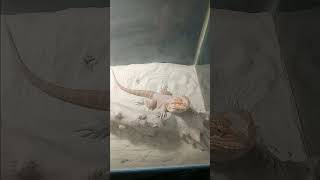 Red bearded dragon shedding [upl. by Enoj]