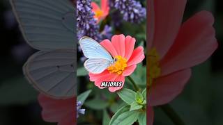 ¿Sabías que las mariposas prueban los sabores con sus patas [upl. by Annehs]