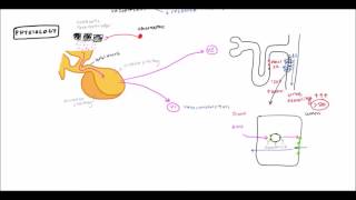 Diabetes Insipidus for USMLE Step 1 and USMLE Step 2 [upl. by Bradley]