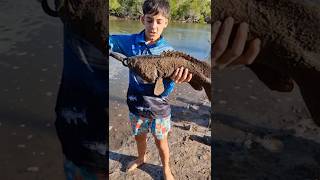 Big groper fishing fish gropercreek [upl. by Byrom]