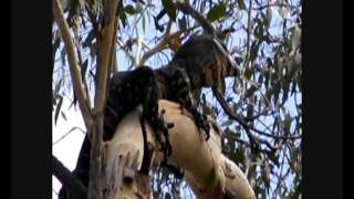 Lace Monitor Goanna attacked by a kingfisher [upl. by Turnbull]