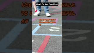 Chalk Lines The Simplest Ant Repellent Ever [upl. by Martens]