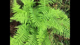 HOW TO IDENTIFY NEWMANS LADY FERN ATHYRIUM FLEXILE [upl. by Dunn]